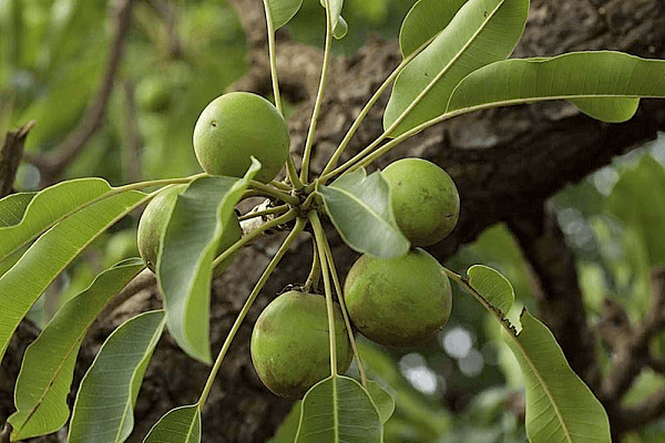 Why the trees behind shea butter beauty creams are under threat