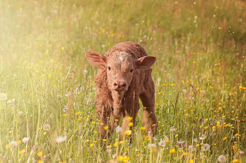 Beef calf for tallow