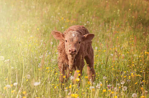 Beef calf for tallow