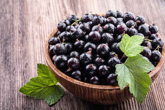 What are the benefits of black currant seed oil for the skin?