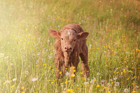 Beef calf for tallow